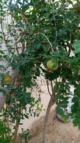 Apartamento Little Oasis