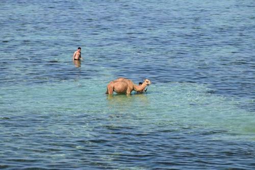 Sky Caba�a Dahab