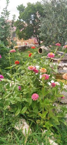 Bed & Breakfast Albero Della Musica