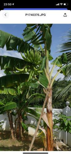 Hostal Ogumka, Self Catering , Beoliere, Mahe
