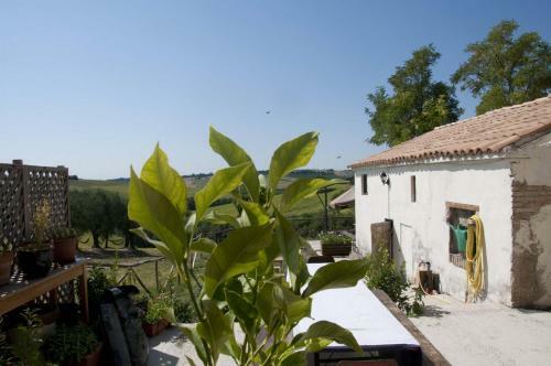 Apartamento Tenuta Tredici Ulivi