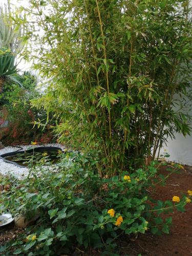Apartamento Timpi Russi - La Palma