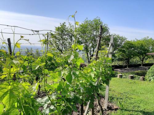 Bed & Breakfast Al-colle
