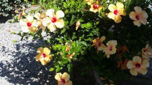 Bed & Breakfast Pension D'avignon