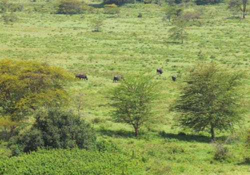 Apartamento 3 Bedrooms, Nakuru National Park View.