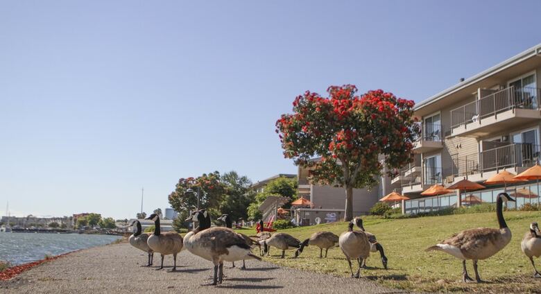 Best Western Plus Bayside Hotel