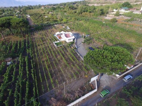 Tenuta Sul Vesuvio " Il Vigneto "