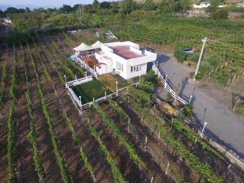 Tenuta Sul Vesuvio " Il Vigneto "