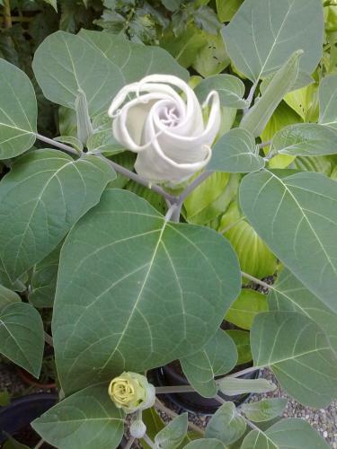 B&B Oasi Fiorita