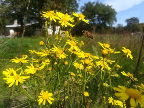 Villa Ograda Trieste - Farm Stay
