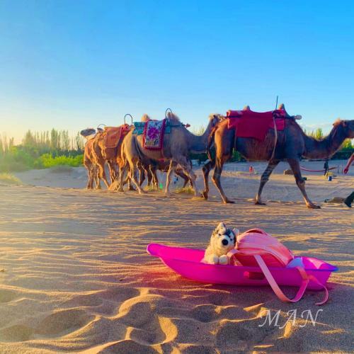 Dunhuang Manman International Desert Outdoor Campground
