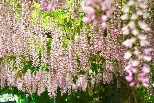 B&B Il Giardino Stellato