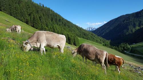 Gallfallalm