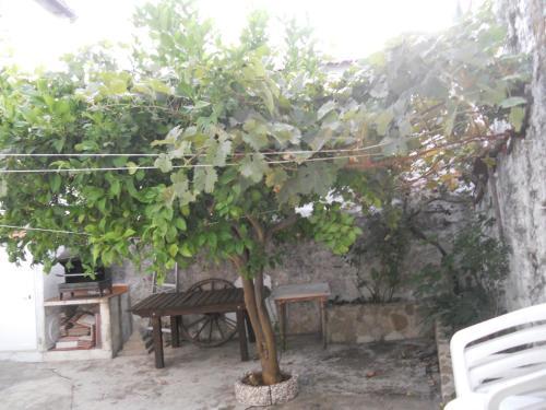Alad�n