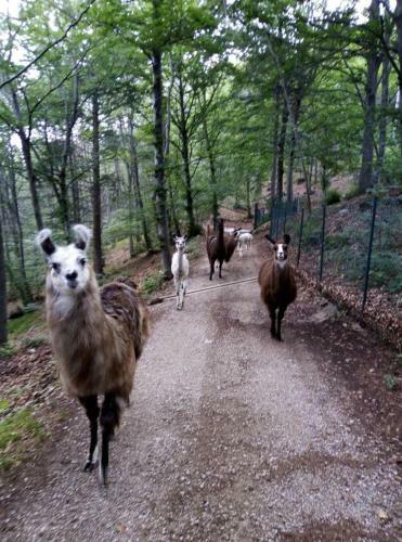 Bed & Breakfast Agriturismo Athabaska
