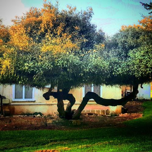 Bed & Breakfast Kibbutz Nachshon