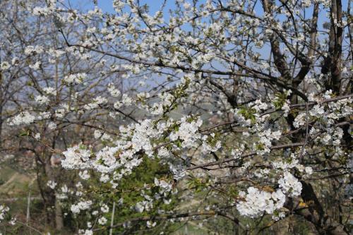 Agroturismo Il Caprifoglio