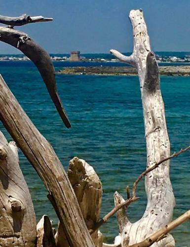 Apartamento Acquazzurra Affittacamere