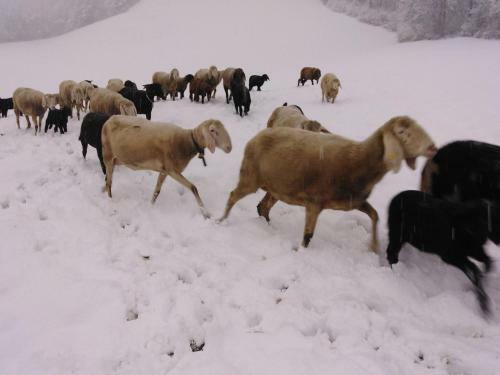 Holiday Home Hart Im Zillertal