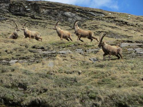 Apartamento Berghaus Glockner, App. Niedermeyer