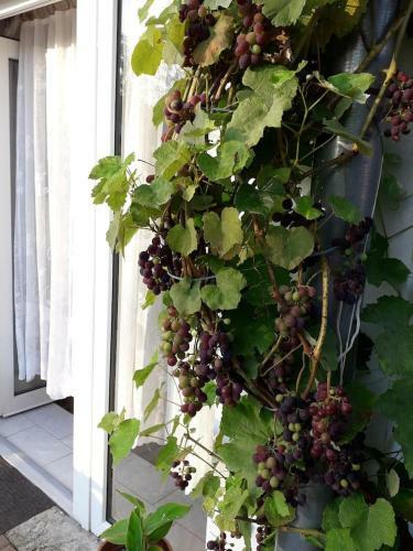 Apartm�n S Vlastn� Terasou