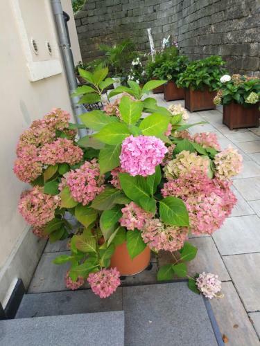 Apartamento Ferienwohnungen Wilhelm