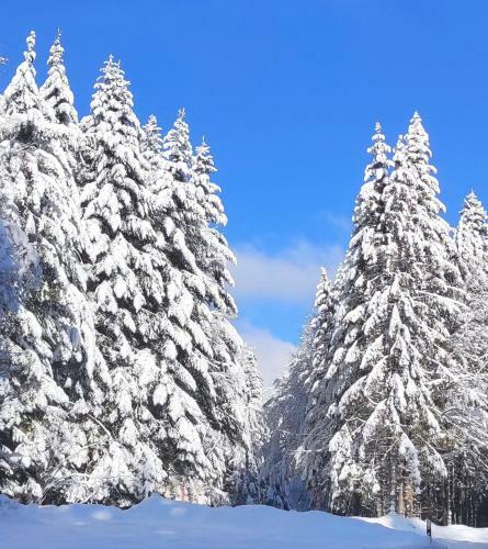 Apartamento Ferienwohnung Vogelnest Im Schwarzwald