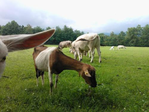Agroturismo Agriturismo Cassinazza