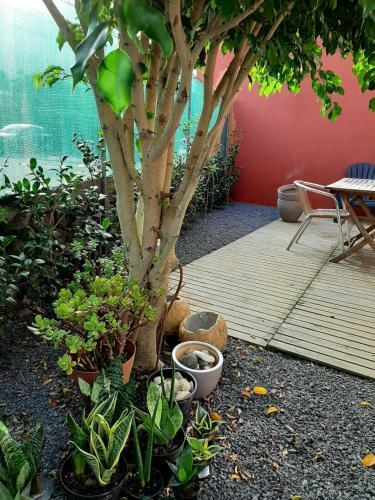 Casa Das Yucas - P�tio Apartment