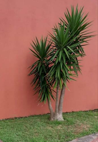 Casa Das Yucas - P�tio Apartment