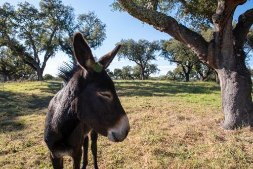 Agroturismo Herdade Das Onzenas De Cima