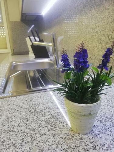 Apartamento Bp Palmilheira