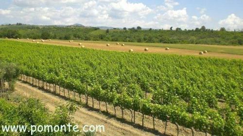 Agroturismo Il Girasole Terzuolo
