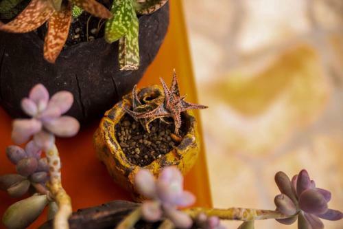 Villa Yo