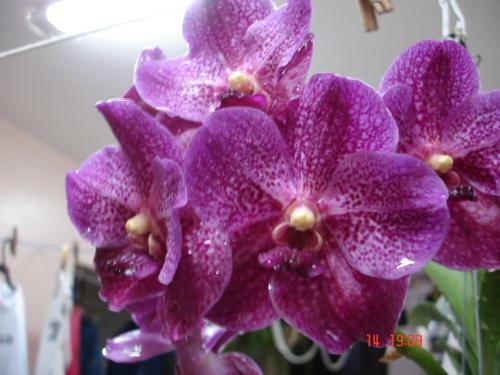 Posada Pousada Das Orquideas De Jau