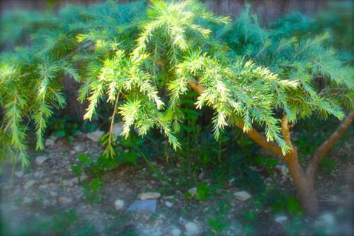 C�t� Luberon