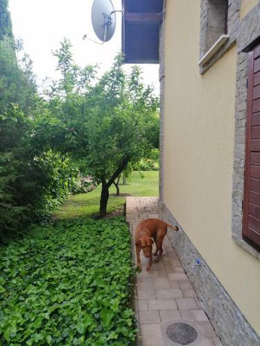 Duzzog� Vend�gh�z Ag�rd