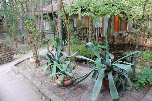 Bed & Breakfast Ambiente