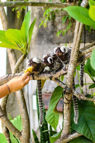 Tropical Hostel