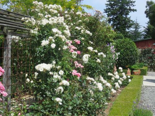 Bed & Breakfast Marchmont Gardens