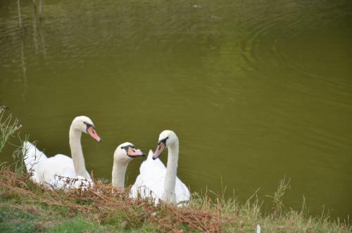 G�te Le Domaine Des Fagnes