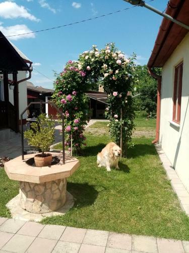 Apartamento Tar Lak Vend�gh�z