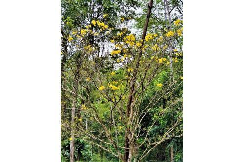 Capricho De Santo Amaro/sc