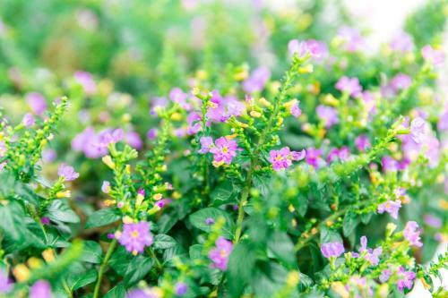 Hotel Lilac Relax-residence