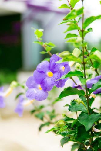Hotel Lilac Relax-residence