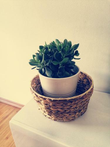 Luna Apartman