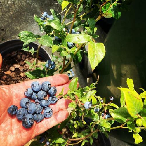 Apartamento Charlie&blueberries