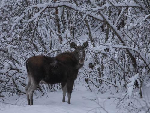 Ekesberget Stugby Stuga 8