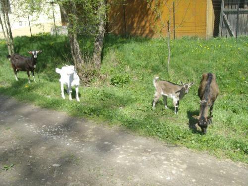 Privat Dagmar
