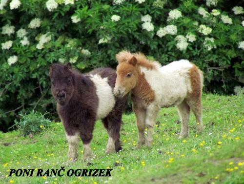 Apartamento Eko Poni Ran? Ogrizek